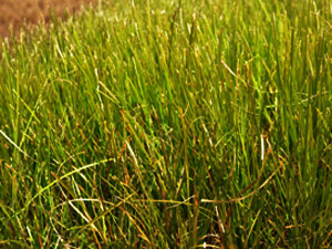 Vivers Càrex - Carex secta